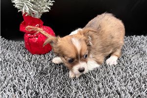 Lacy - puppy for sale