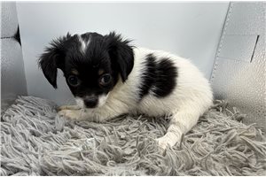 Razzy - puppy for sale