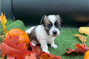 Lonzo - puppy for sale