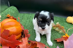 Lana - puppy for sale