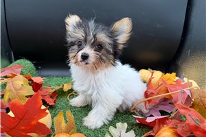 Trina - Chorkie for sale