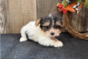 Trina - Chorkie for sale