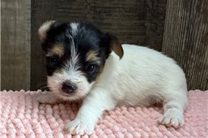 Trina - Chorkie for sale