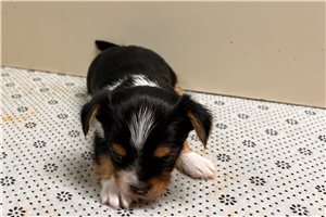 Tally - puppy for sale