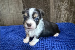 Tucker - puppy for sale
