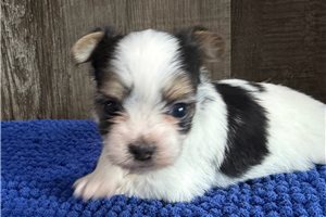 Thomas - Chorkie for sale