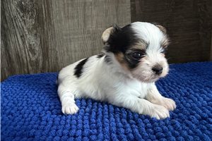 Thomas - puppy for sale