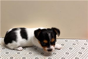 Tiffy - puppy for sale