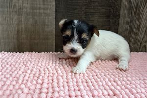 Trina - puppy for sale