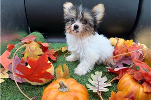 Trina, a Chorkie puppy
