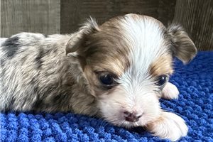 Tripp - Chorkie for sale