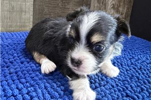 Tucker - Chorkie for sale