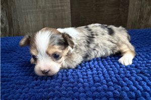 Tripp - Chorkie for sale