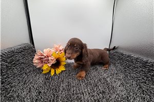 Sherman - Dachshund, Mini for sale