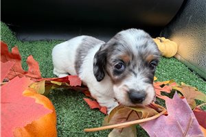 Rosy - puppy for sale