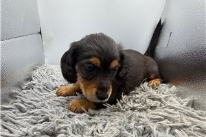 Finn - Mini Dachshund for sale