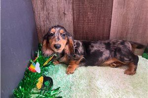 Rami - Dachshund, Mini for sale