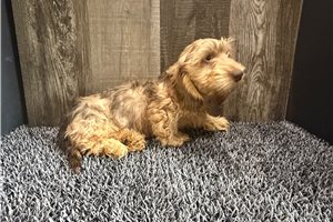 Fanny - Dachshund, Mini for sale
