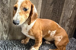 Bubbles - Dachshund, Mini for sale