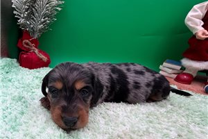 Robert - puppy for sale