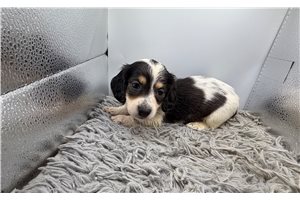 Guss - puppy for sale