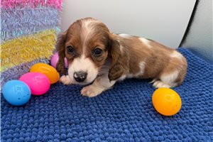 George - Dachshund, Mini for sale