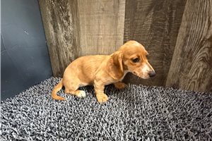 Bonnie - Dachshund, Mini for sale