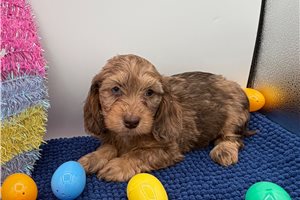 Fanny - Mini Dachshund for sale