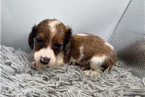 George - Dachshund, Mini for sale