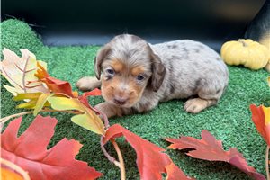 Fudge - Dachshund, Mini for sale