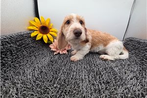 Benny - Dachshund, Mini for sale