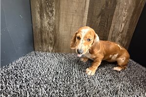 Bubbles - Dachshund, Mini for sale