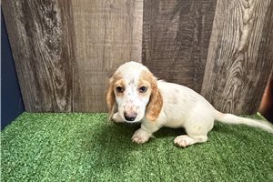Gomer - Mini Dachshund for sale