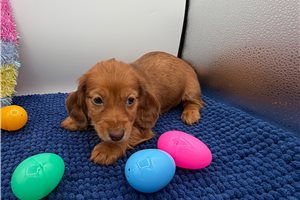 Fern - Dachshund, Mini for sale