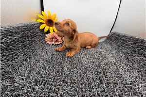 Fern - Dachshund, Mini for sale