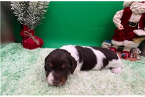 Binky - puppy for sale