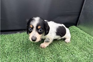 Ally - puppy for sale