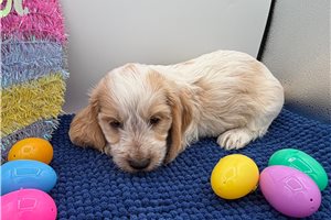 Frankie - Dachshund, Mini for sale