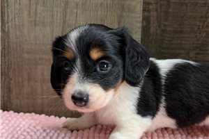 Bree - Dachshund, Mini for sale