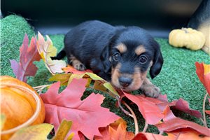 Rolo - puppy for sale