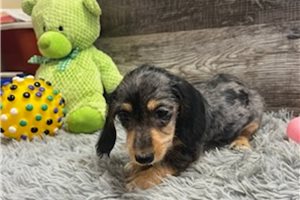 Flossy - Dachshund, Wire for sale