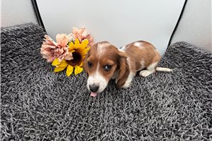 George - Dachshund, Mini for sale