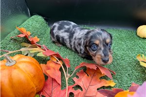 Rosco - puppy for sale