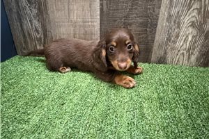 Sherman - Mini Dachshund for sale