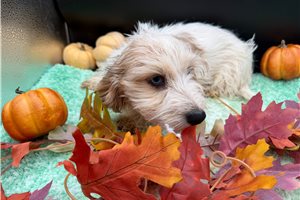 Gloria - puppy for sale