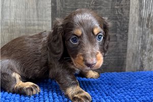 Benny - Dachshund, Mini for sale