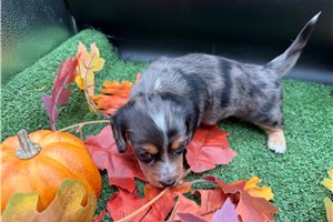Remi - Mini Dachshund for sale