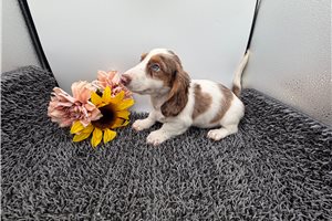 Gizmo - Dachshund, Mini for sale