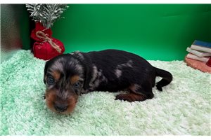 Rachel - puppy for sale