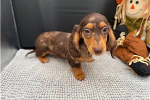 Axel - puppy for sale